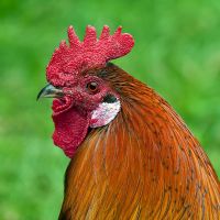 A cock on the farm.
